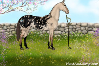Horse Color:Void Bay Dun Sabino Appaloosa 