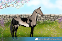 Horse Color:Gray Void Brown Dun Tobiano Blanket Rabicano  and Void Brown Dun Tobiano 