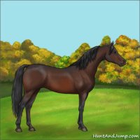 Horse Color:Brown 