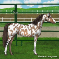 Horse Color:Bay Dun Near Leopard 