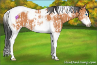 Horse Color:Bay Splash Tobiano  and Bay Splash Tobiano Frame 