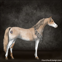 Horse Color:White Spotted Red Roan 