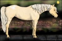 Horse Color:Palomino Roan Appaloosa 