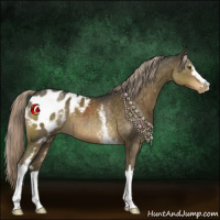 Horse Color:White Spotted Chocolate Palomino Appaloosa 