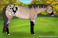 Horse Color:Brown Roan Dun Sabino Appaloosa Rabicano 