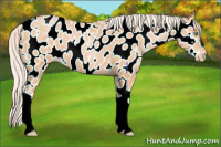 Horse Color:Silver Buckskin Pearl Appaloosa 