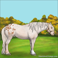 Horse Color:Chestnut Appaloosa 