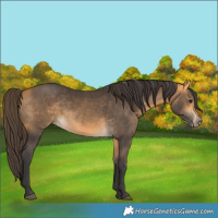 Horse Color:Buckskin 