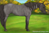 Horse Color:Smoky Blue Roan 