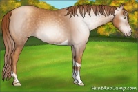 Horse Color:Gray Gold Champagne Tobiano 