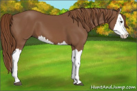 Horse Color:Chestnut Splash 
