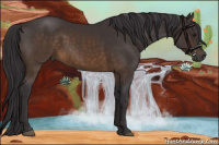 Horse Color:Buckskin Mushroom 