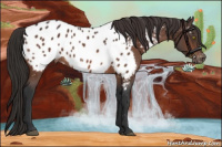 Horse Color:Brown Mushroom Appaloosa 