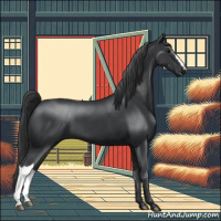 Horse Color:Black 