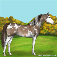 Horse Color:White Spotted Liver Red Dun Splash 