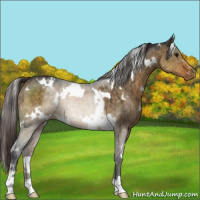 Horse Color:White Spotted Buckskin Dun Appaloosa Brindle 