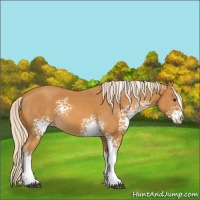 Horse Color:White Spotted Palomino