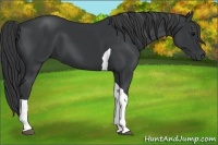 Horse Color:Black Tobiano 
