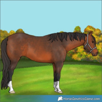 Horse Color:Bay 