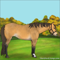 Horse Color:Buckskin 