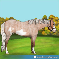 Horse Color:Silver Bay Roan Frame 