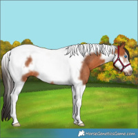 Horse Color:Bay Tobiano Frame Rabicano