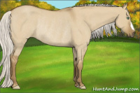 Horse Color:Silver Smoky Grullo Roan Rabicano