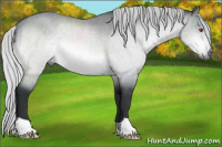 Horse Color:Silver Brown Chinchilla 