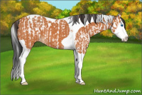 Horse Color:Bay Splash Tobiano  and Bay Splash Tobiano 