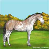 Horse Color:Bay Ice Sabino Splash Varnish Rabicano
