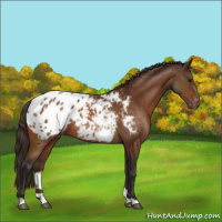 Horse Color:Buckskin Appaloosa Rabicano 