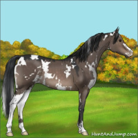 Horse Color:White Spotted Brown Dun Sabino 