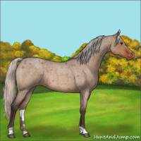 Horse Color:Silver Brown Roan Dun Appaloosa 