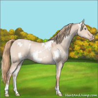 Horse Color:White Spotted Gold Champagne Dun 