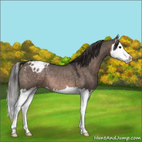 Horse Color:Brown Dun Mushroom Splash Appaloosa 