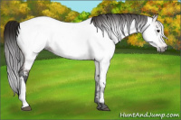 Horse Color:Gray Bay Appaloosa 