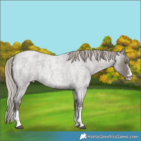 Horse Color:Silver Blue Roan Sabino 