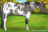 Horse Color:White Spotted Grullo Appaloosa Rabicano 