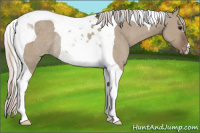 Horse Color:Silver Grullo Tobiano Appaloosa Rabicano 