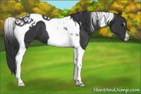 Horse Color:Black Tobiano 