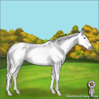 Horse Color:Gray Palomino Dun Appaloosa Rabicano 