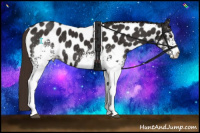 Horse Color:White Spotted Liver Chestnut Appaloosa 