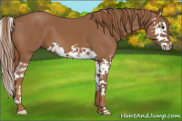 Horse Color:Chestnut Splash 