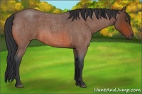 Horse Color:Bay Roan 