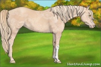Horse Color:Gold Champagne Ice 
