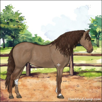 Horse Color:Liver Red Dun 