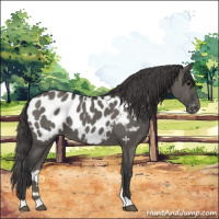 Horse Color:Grullo Appaloosa 