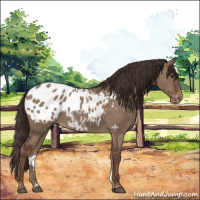 Horse Color:Liver Red Dun Appaloosa 