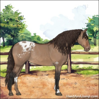 Horse Color:Bay Dun Appaloosa Rabicano 