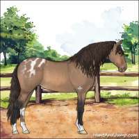Horse Color:Bay Dun Varnish 